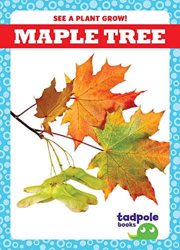 Gleisner-Maple Tree