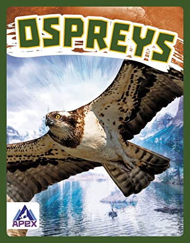 Connor Stratton-Ospreys