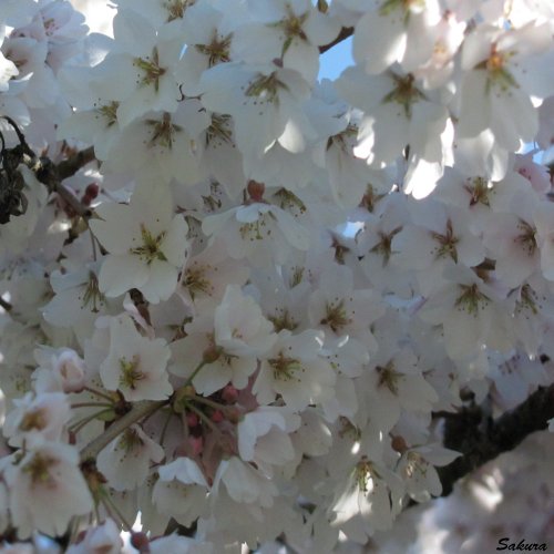 Lord Cernunnos - Sakura