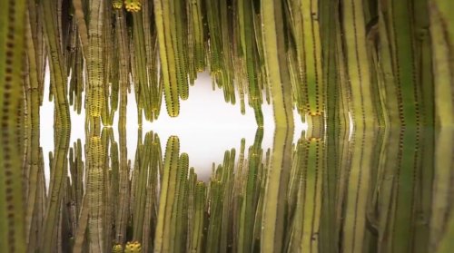 Mirrorlapse (2014)