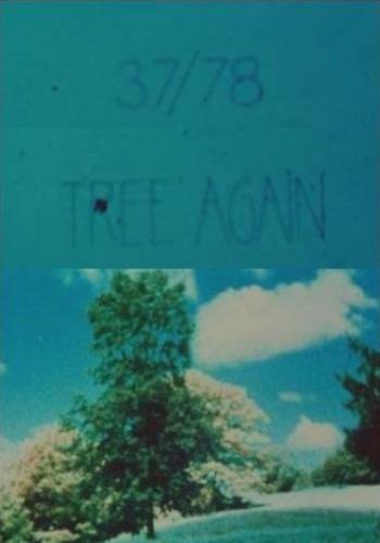 37/78: Tree Again (1978)