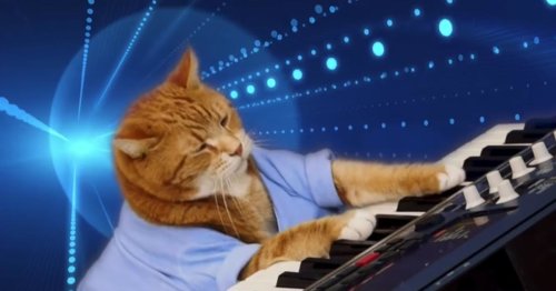 Charlie Schmidt's Keyboard Cat (2007)