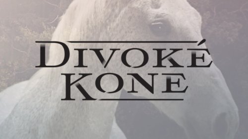 Dikové kone