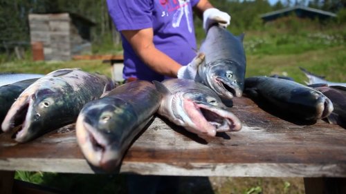 Chuitna: More Than Salmon on the Line (2015)