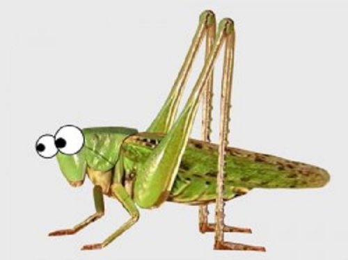 In the Grass Grasshopper Sat (2012)