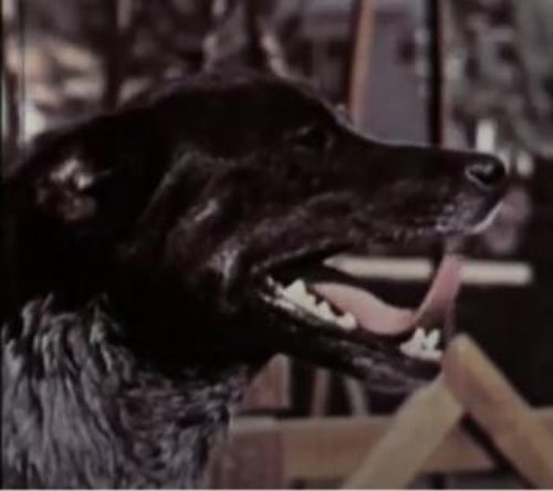 Skipper Learns a Lesson (1952)