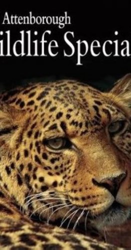 Lions: Spy in the Den (2000)