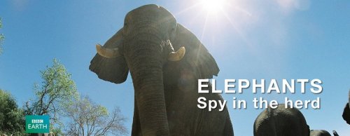 Elephants: Spy in the Herd (2003)